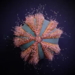 Mespilia globulus (Red) | All sizes