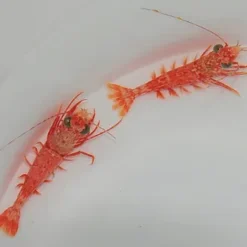 Metapenaeopsis spp. | All sizes