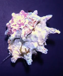 Astralium calcar | All sizes