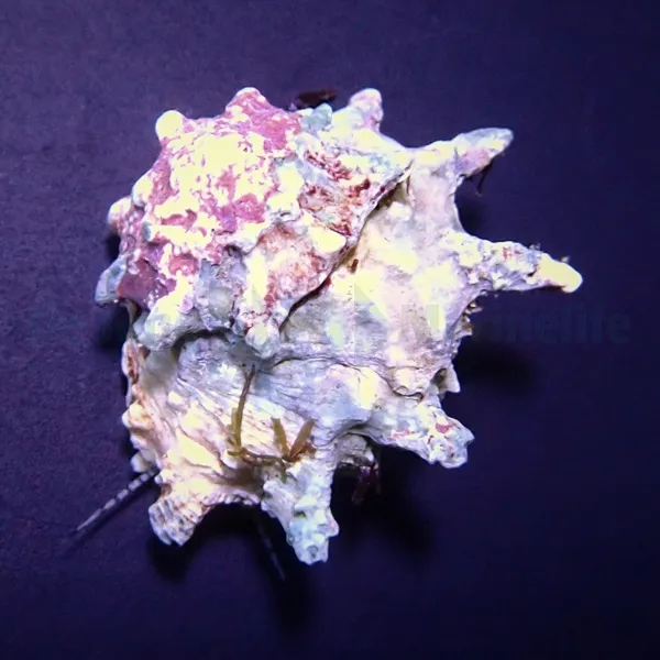 Astralium calcar | All sizes