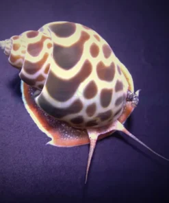 Babylonia zeylanica | All sizes