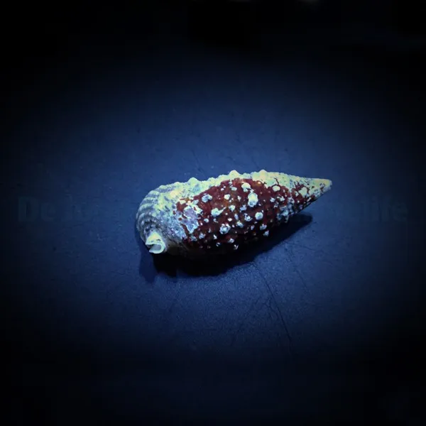 Cerithium (Tehericium) litteratum | All sizes