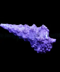 Cerithium spp. (Show) | XL