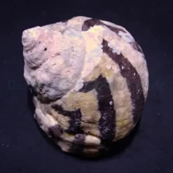Cittarium pica | All sizes