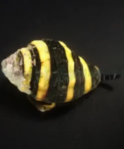 Engina mendicaria | All sizes