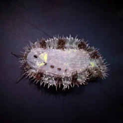 Haliotis spp. | All sizes
