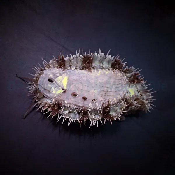 Haliotis spp. | All sizes