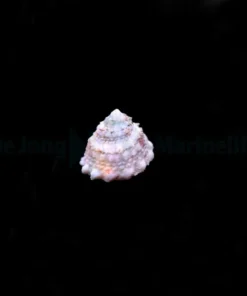 Lithopoma tectum