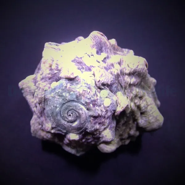 Lunella coronata | All sizes