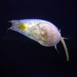Nassarius grephiterus | All sizes