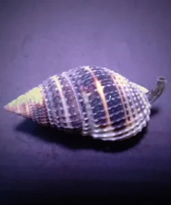 Nassarius vibex | All sizes
