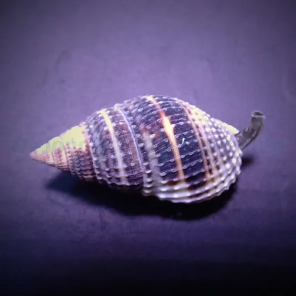 Nassarius vibex | All sizes