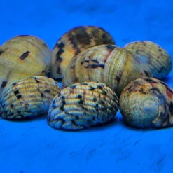 Nerita tesselata | All sizes