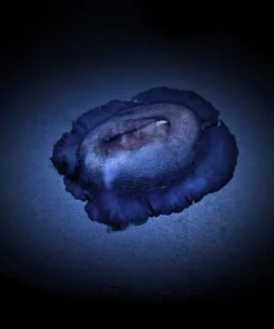 Scutus unguis | All sizes