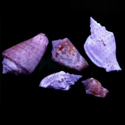 Strombus spp. | All sizes