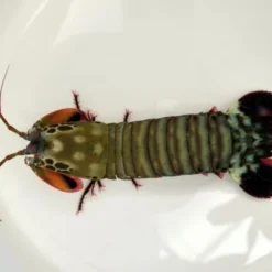 Odontodactylus scyllarus | M/L