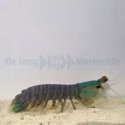 Odontodactylus spp. | L
