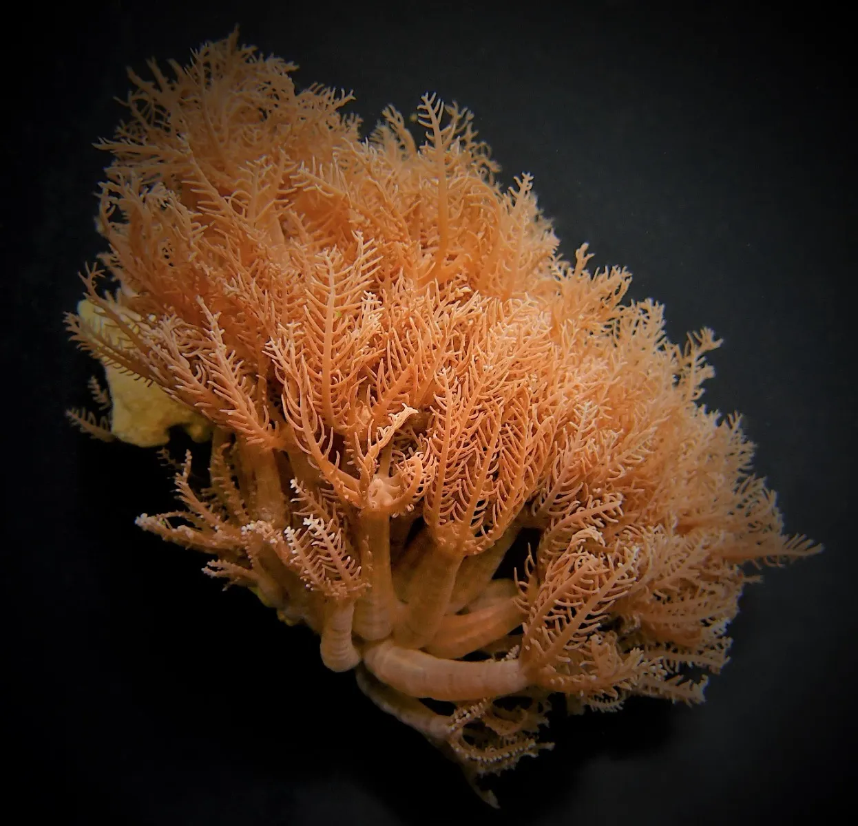 Anthelia glauca | M