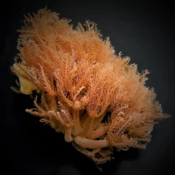 Anthelia glauca | L