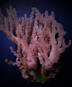 Capnella spp. (Bali) | M