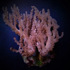 Capnella spp. (Bali) | L