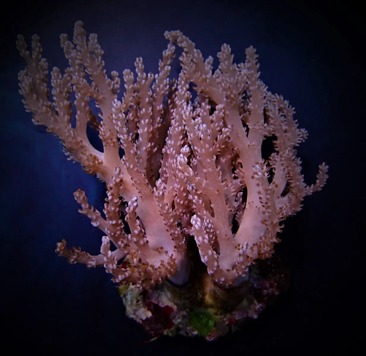 Capnella spp. (Bali) | L