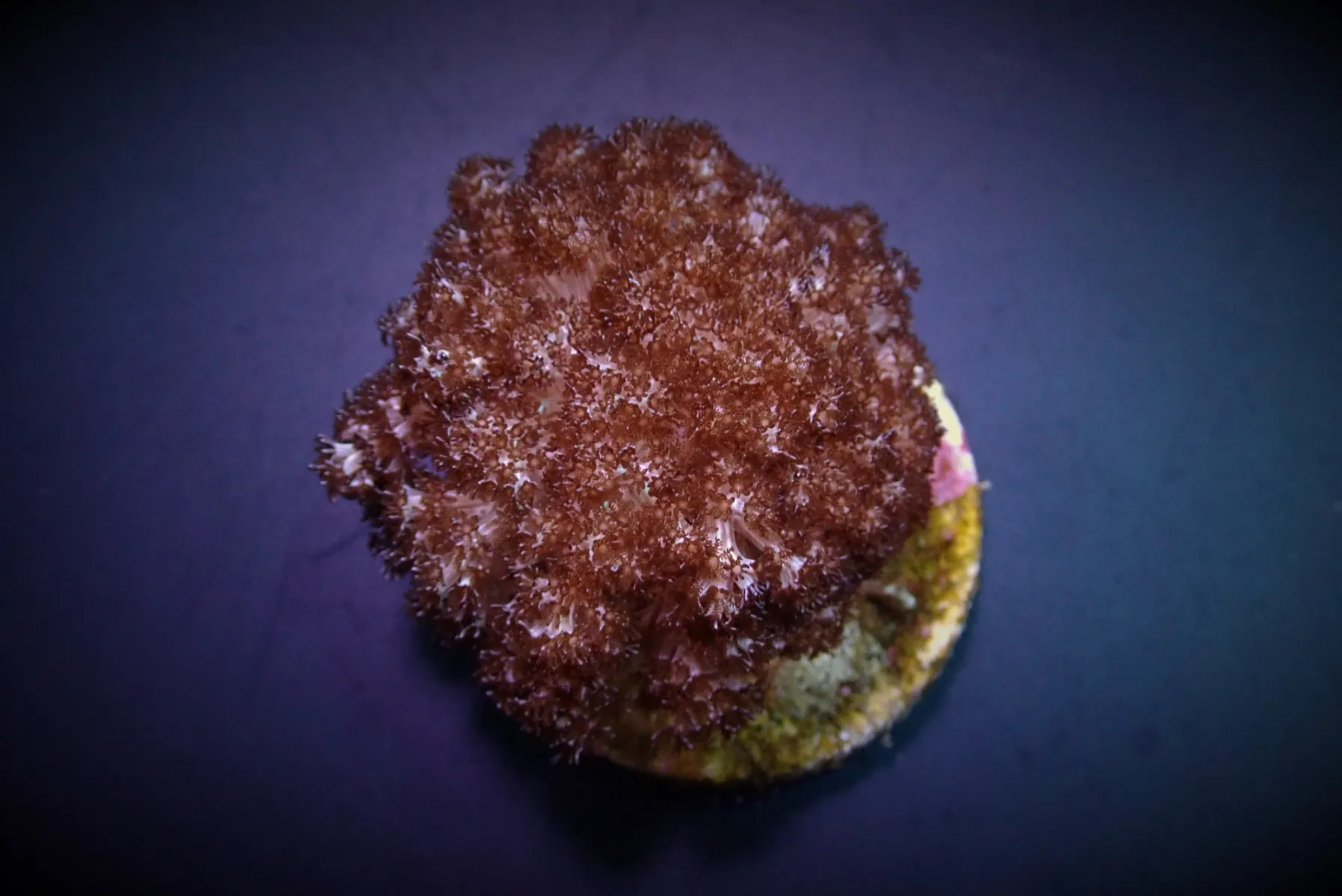 Cladiella spp. (O3 Broccoli) | T