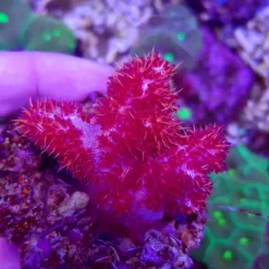 Dendronepthea spp. | T