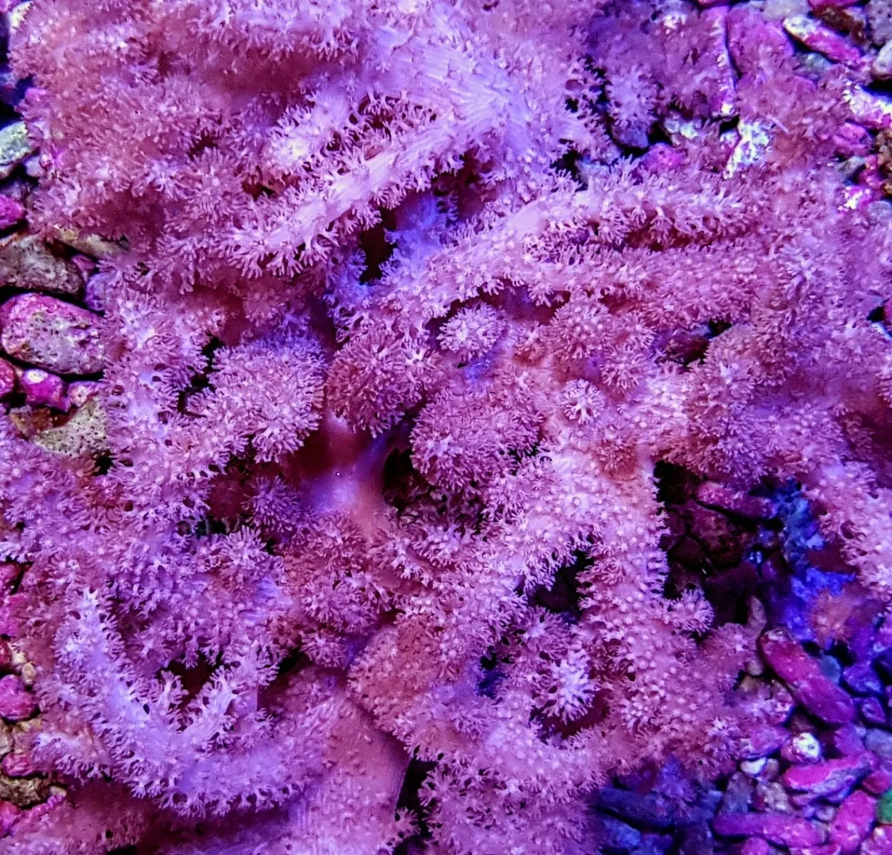 Klyxum spp. (Colt) | M
