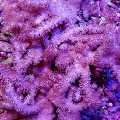 Klyxum spp. (Colt) | XL
