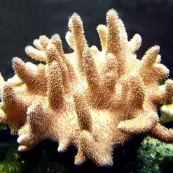 Lobophytum spp. | L