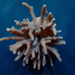 Lobophytum spp. | XL