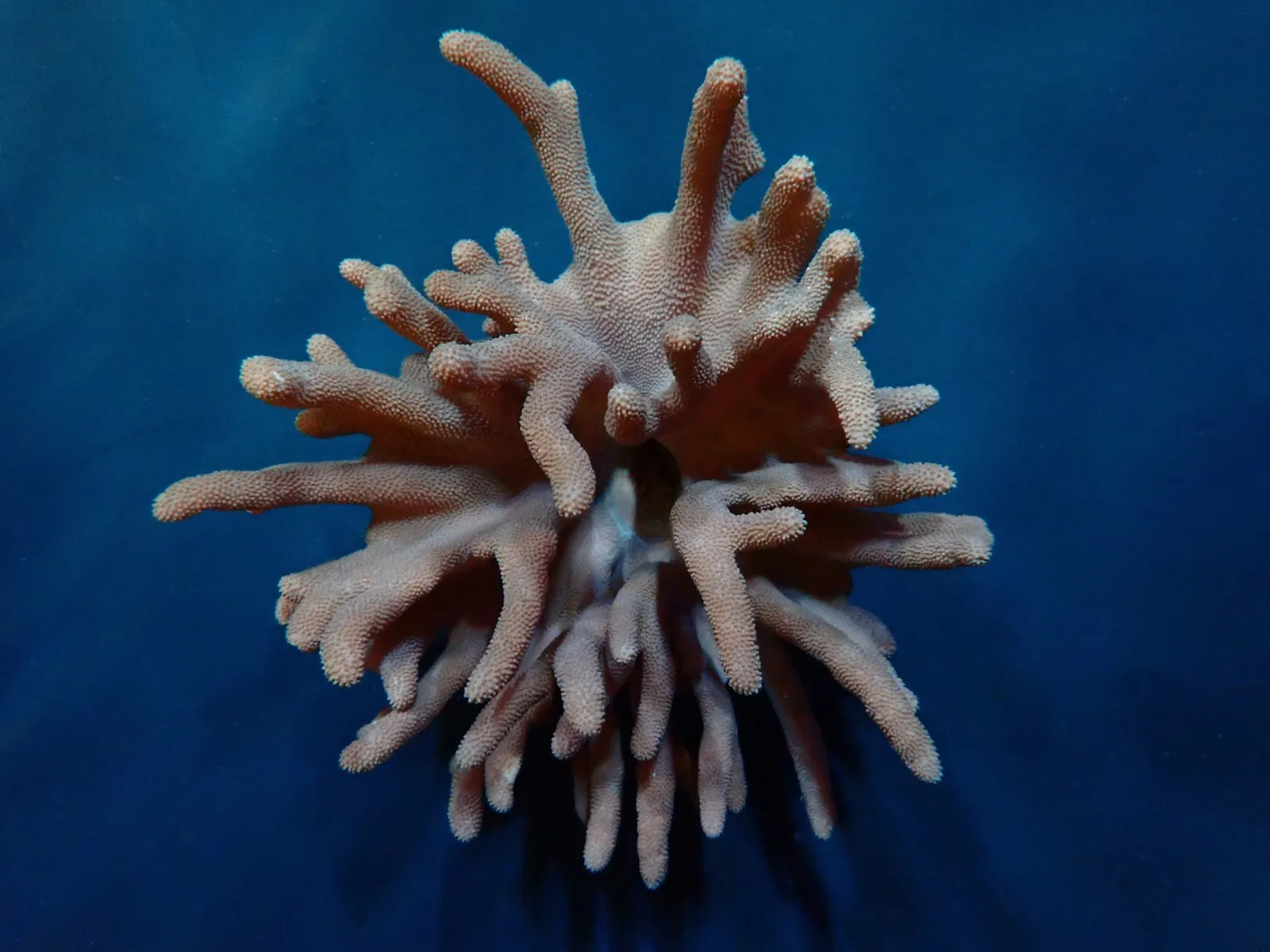 Lobophytum spp. | XXL