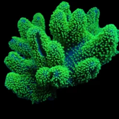 Lobophytum spp. (Fluor Green) | M