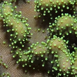 Lobophytum spp. (Green) | S