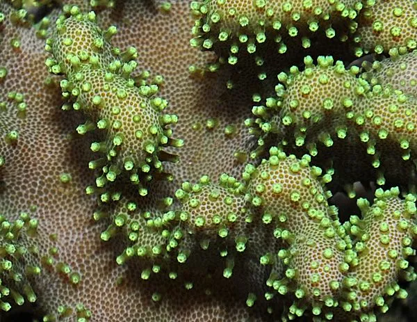 Lobophytum spp. (Green) | M