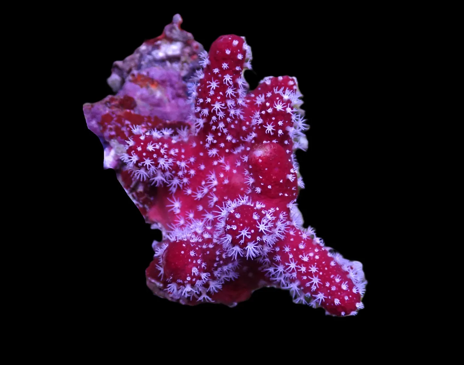 Nephthyiogorgia spp. | XL