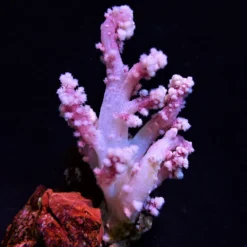 Nepthea spp. (Pink) | T