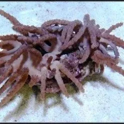 Paralemnalia spp. | S
