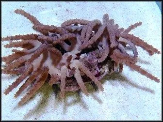 Paralemnalia spp. | M