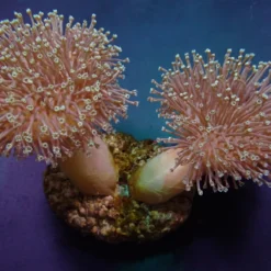 Sarcophyton ehrenbergi | M