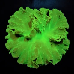 Sinularia dura (Green) | L