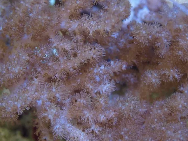 Sympodium spp. | S