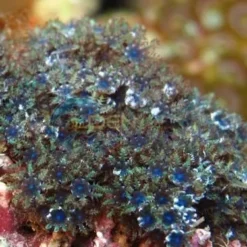 Sympodium spp. (Blue) | M