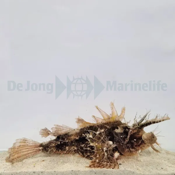 Pteroidichthys amboinensis | All sizes