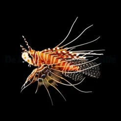 Pterois antennata | S