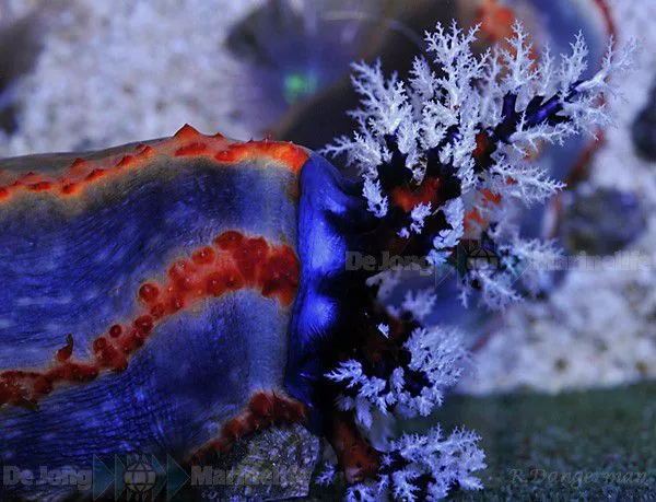 Pseudocolochirus axiologus (Australia) | All sizes