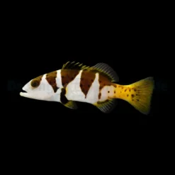 Plectropomus laevis | M