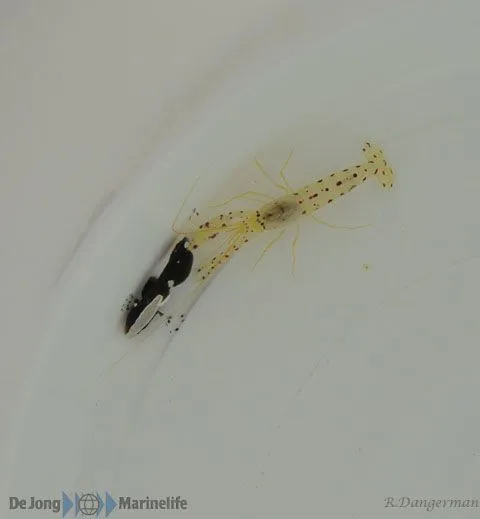 Lotilia klausewitzi + Alpheus rubromaculatus | All sizes
