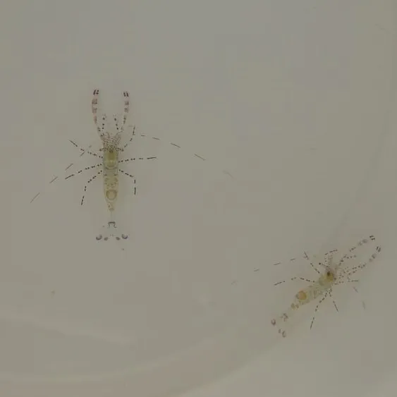 Periclimenes yucatanicus | All sizes